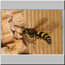 Ancistrocerus nigricornis - Lehmwespe 23d am IH beim Eintrag einer Schmetterlingslarve.jpg